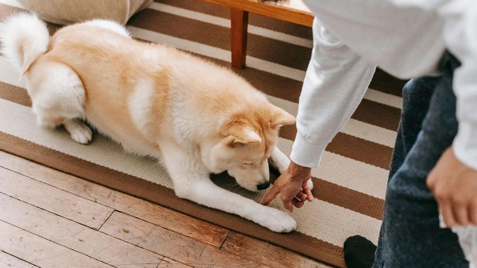 Akita dog lying on a striped rug over timber floorboards while its owner reaches down to it