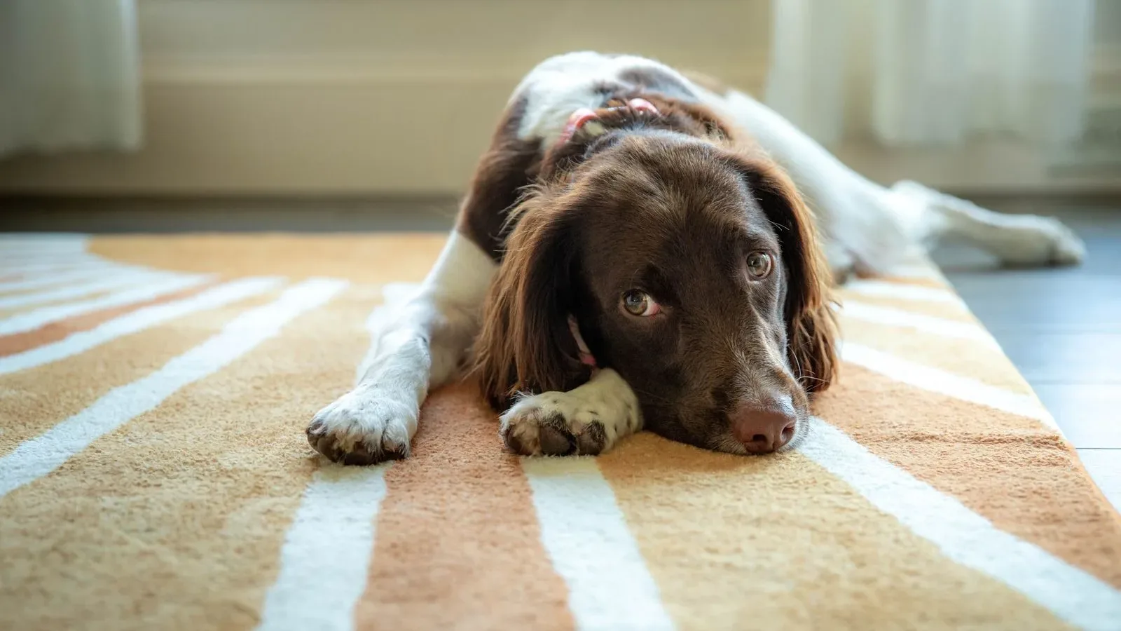 Dog resting on a striped rug in a bright Point Cook home after pet urine odour treatment