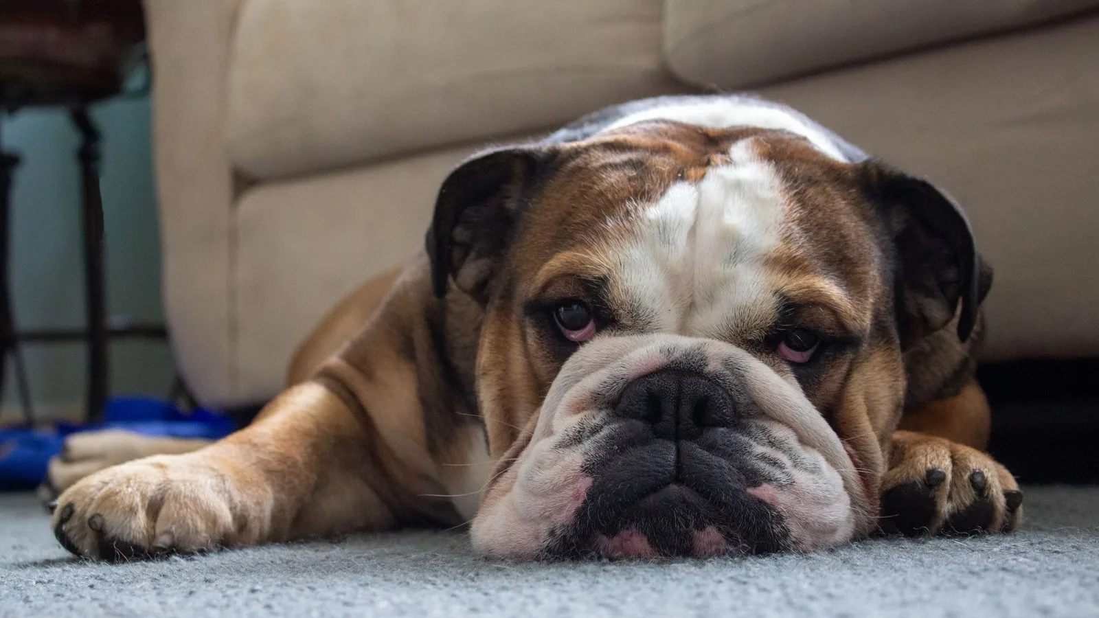 Dog resting on freshly steam-cleaned carpet in a pet-friendly Point Cook home