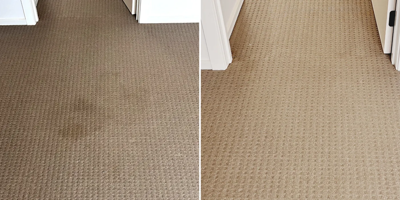 Marked beige carpet before and after a Green Lion clean