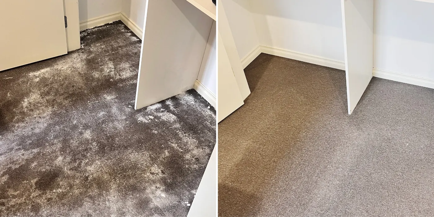 Heavily soiled carpet brought back on a real Green Lion job