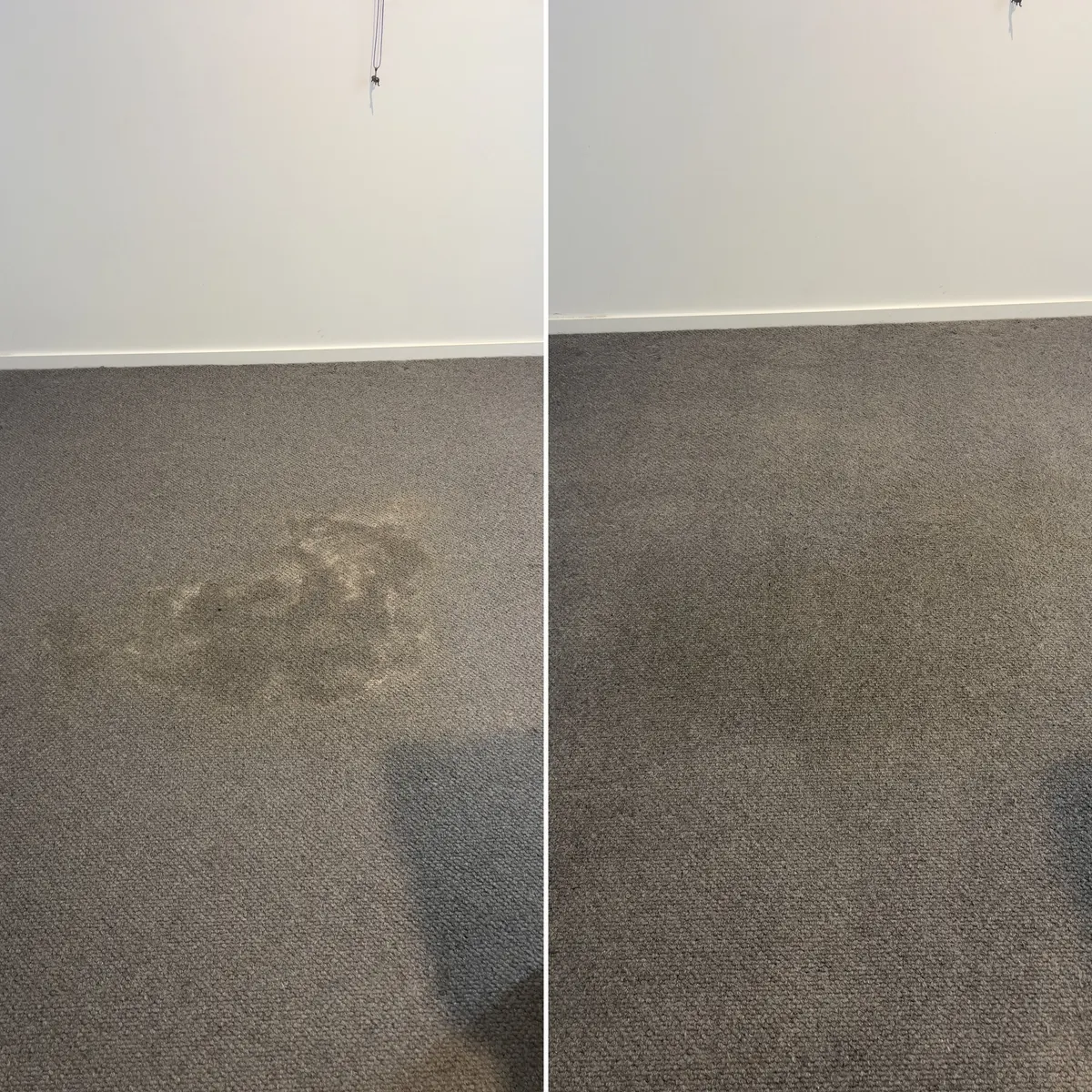 A dark stain on a grey carpet, before and after cleaning. Most of the stain has lifted.