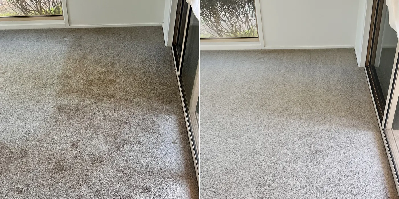 Deep clean result on a well-used carpet — Green Lion, Melbourne's west