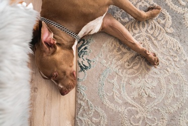 Professional Rug Cleaning A large dog laying on a rug.