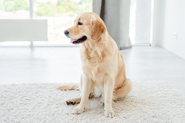 Golden retriever lying on light coloured carpet Golden retriever lying on white carpet in home.